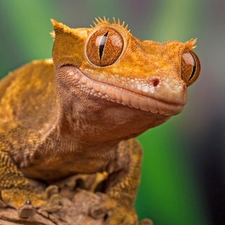 Reptile Fan Channel 🦎