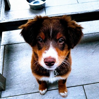 Adorable Dog's And puppies for Adoption/Sale 🐕🐕