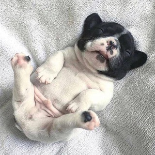 $NAPPY - Dog Taking A Nap